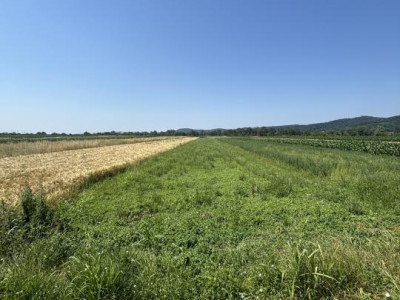 Teren intravilan+extravilan 2540Mp de vânzare zona Mihaesti 