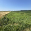 Teren intravilan+extravilan 2540Mp de vânzare zona Mihaesti  thumb 4