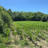 Teren de vanzare Francesti Manailesti Valcea, 10.676 mp, oportunitate investitie imaginea mica 1 Teren de vanzare Francesti Manailesti Valcea, 10.676 mp, oportunitate investitie thumb 1