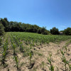 Teren de vanzare Francesti Manailesti Valcea, 10.676 mp, oportunitate investitie imaginea mica 2 Teren de vanzare Francesti Manailesti Valcea, 10.676 mp, oportunitate investitie thumb 2