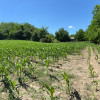 Teren de vanzare Francesti Manailesti Valcea, 10.676 mp, oportunitate investitie imaginea mica 4 Teren de vanzare Francesti Manailesti Valcea, 10.676 mp, oportunitate investitie thumb 4